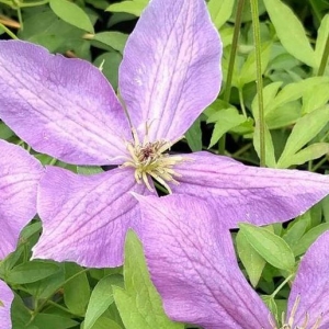 Clematis (sunny sky)