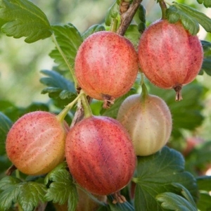Ribes Gooseberry (Capivator)