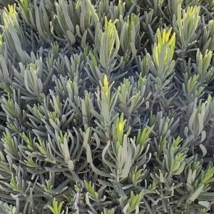 Lavandula angustifolia Munstead