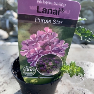 Verbena trailing Lanai purple star
