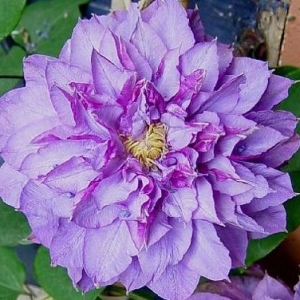 Clematis (vyvyan pennell)