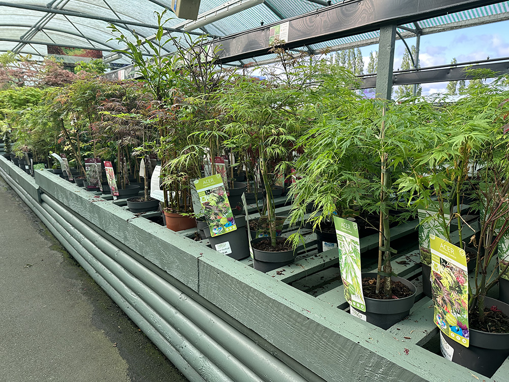Acer Plants at Hilltop