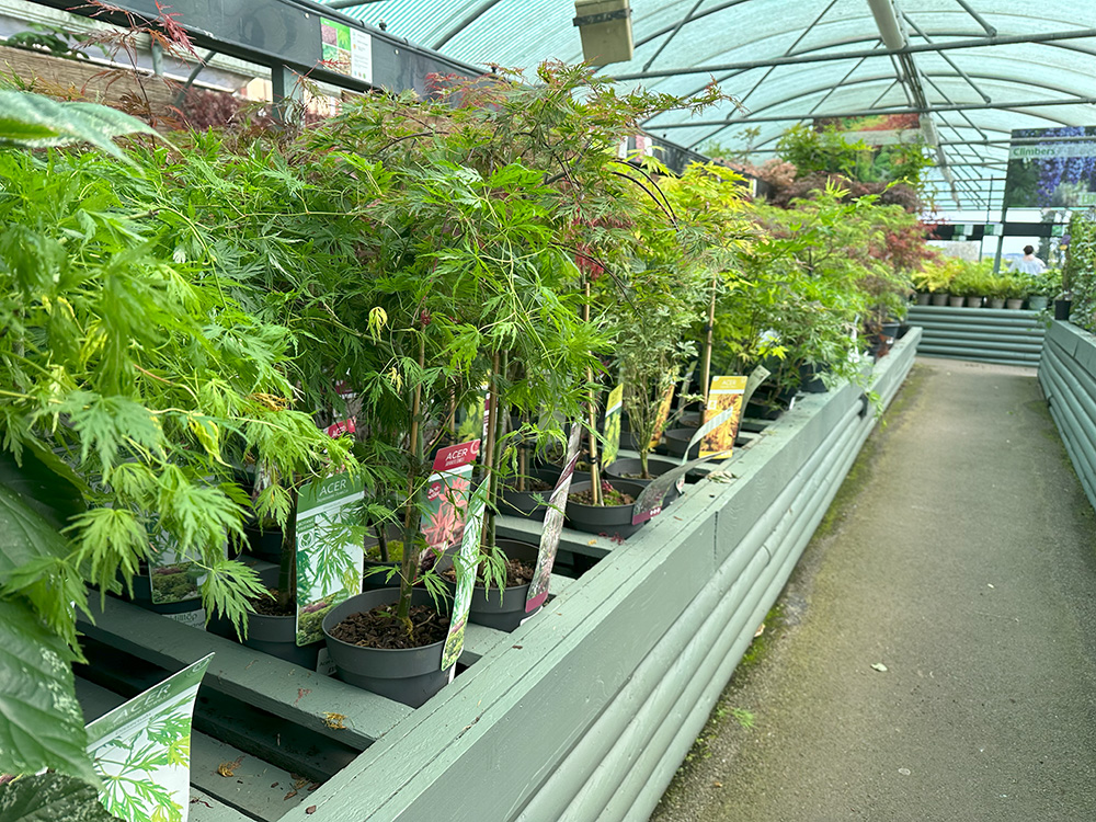 Acer Plants at Hilltop