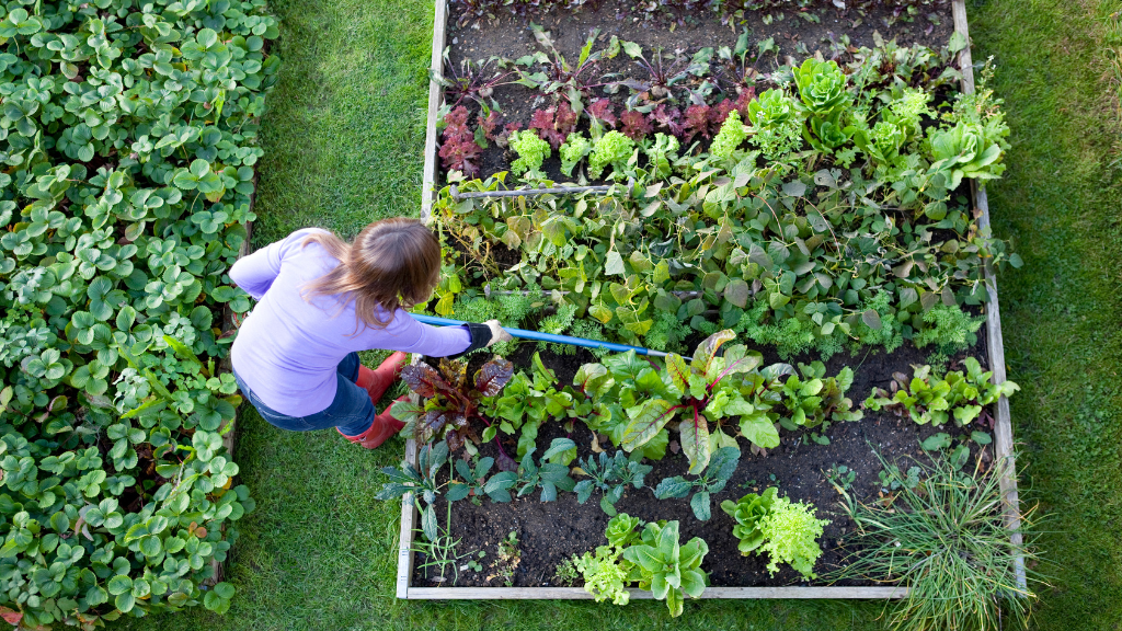 A guide to starting a vegetable garden