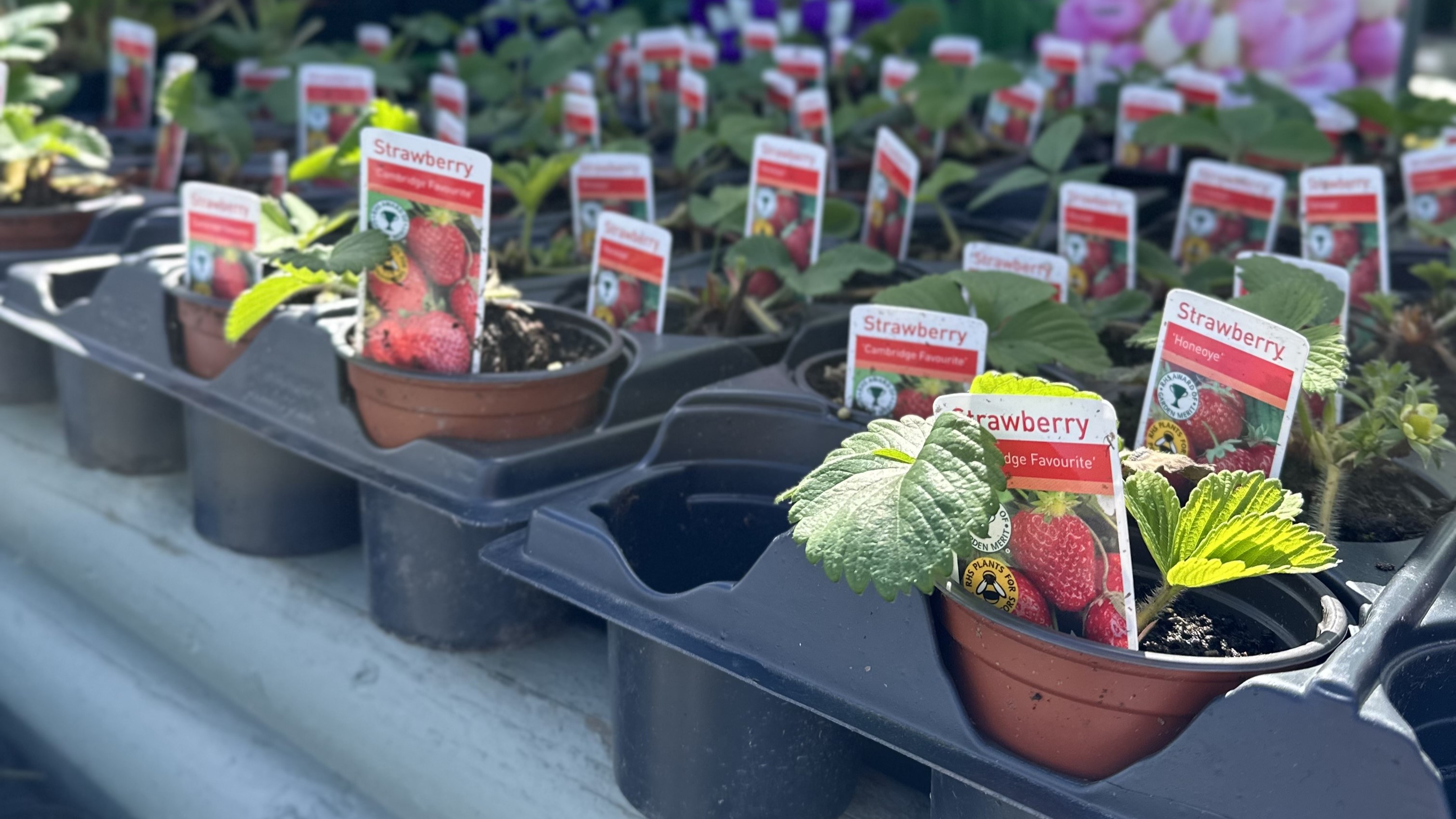 How to Care for Strawberries: Your Ultimate Guide from Hilltop Garden Centre