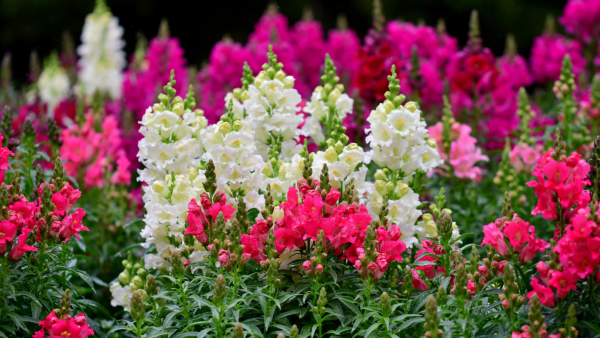 15 summer plants to consider for a blooming summer display - Hilltop