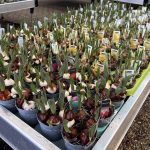 Getting Ready for Spring at Hilltop Garden Centre!