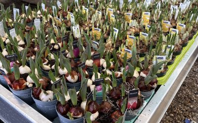 Getting Ready for Spring at Hilltop Garden Centre!